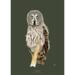 Great Grey Owl - ART PRINT - CHOOSE SIZE