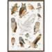 OWLS - Poster A2