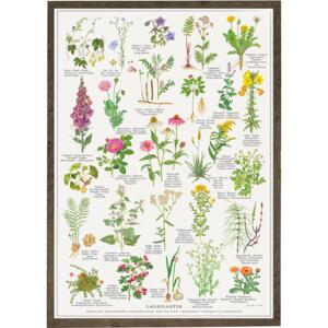 MEDICINAL PLANTS - Poster A2