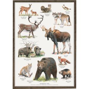 NORDENS DYR - Poster A2