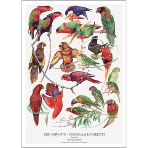 Red Parrots - A2 Poster