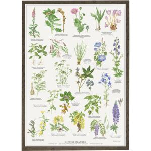 POISONOUS PLANTS - A2 Poster