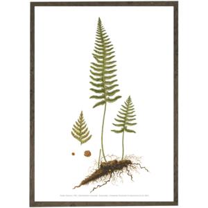 Engelsød A2 - Art Print