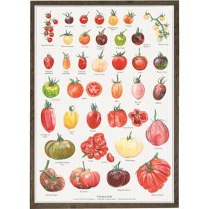 TOMATOES - Poster A2