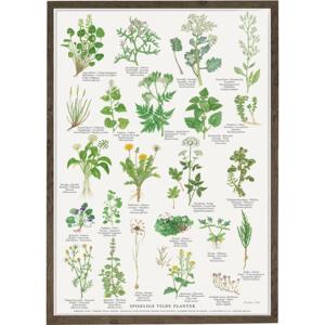 EDIBLE WILD PLANTS - Poster A2