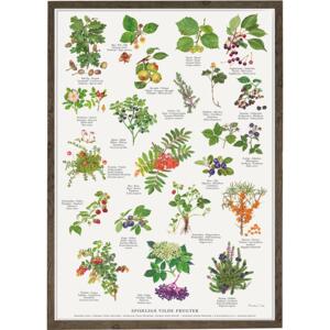 EDIBLE WILD FRUITS - Poster A2