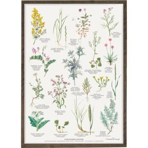 BEACH PLANTS - Poster A2