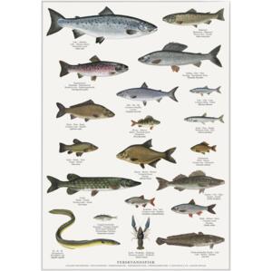 FRESHWATER FISH - Poster A2