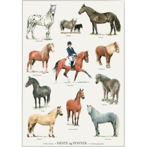 HORSES AND PONIES - Poster A2