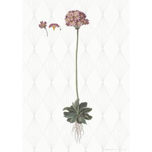 ART PRINT A3 - Mealy Primrose
