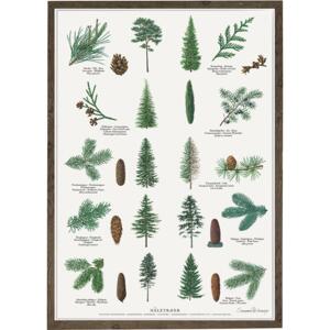 CONIFERS - Poster A2