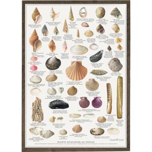 MUSSELS AND SNAILS - Poster A2