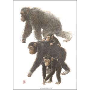 ART PRINT A3 - ZOO Chimpanzee