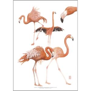 ART PRINT A3 - ZOO Flamingo