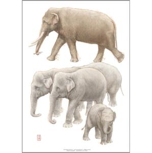 ART PRINT A3 - ZOO Elephant