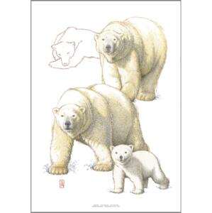 ART PRINT A3 - ZOO Polar Bear