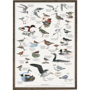 COASTAL BIRDS - A2 Poster