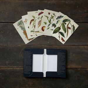 FRUITS AND INSECTS - 8 cards