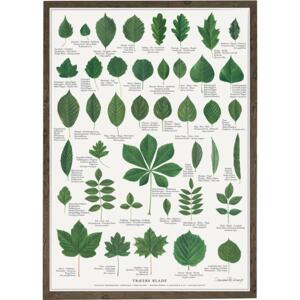 TREE LEAVES - Poster A2
