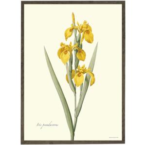 Yellow iris - ART PRINT - CHOOSE SIZE