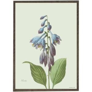 Hosta - ART PRINT - CHOOSE YOUR SIZE