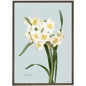 Narcissus - ART PRINT - CHOOSE SIZE