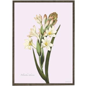 Tuberose - ART PRINT - CHOOSE SIZE