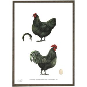 Australorps - Chicken - Art Print - Choose Size