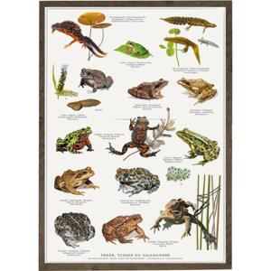 FROGS, TOADS AND SALAMANDERS - Poster A2