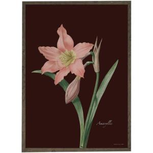 Amaryllis pink/burgundy - ART PRINT - CHOOSE SIZE