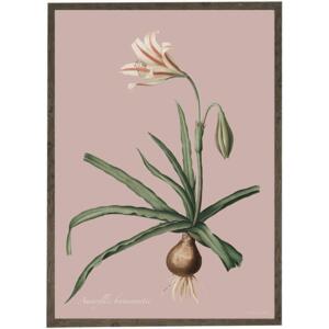 Amaryllis Broussonnetii pink - ART PRINT - CHOOSE SIZE