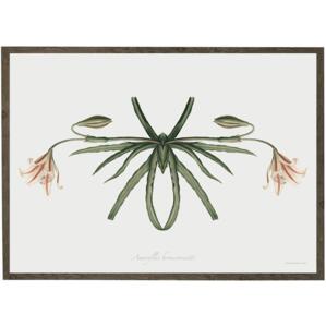 Amaryllis Broussonnetii insect - ART PRINT - CHOOSE SIZE