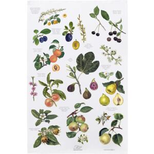 Organic tea towel - Fruit