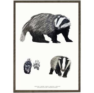 Badger - ART PRINT - CHOOSE SIZE