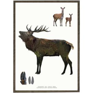 Stag - ART PRINT - CHOOSE SIZE