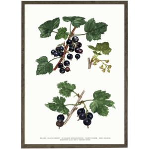 Blackcurrant - ART PRINT - CHOOSE SIZE