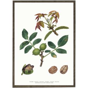 Walnut - ART PRINT - CHOOSE SIZE