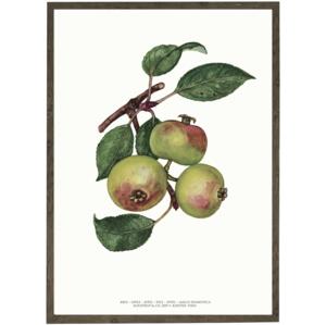 Apple - ART PRINT - CHOOSE SIZE