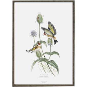 Goldfinch (white) - Art print - Choose size