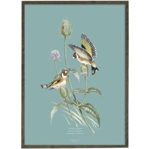 Goldfinch (light blue) - ART PRINT - CHOOSE SIZE