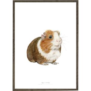 Guinea Pig - ART PRINT - CHOOSE SIZE
