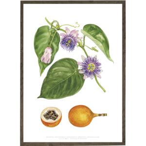 Sweet grenadilla - ART PRINT - CHOOSE SIZE