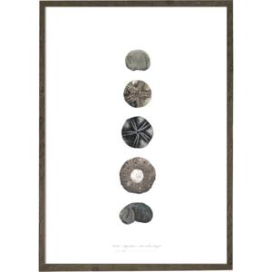 Sea Urchin - ART PRINT - CHOOSE SIZE