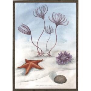 Sea Lily - ART PRINT - CHOOSE SIZE