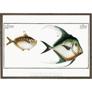 Zeus gallus, Zeus insidiator - ART PRINT - CHOOSE SIZE