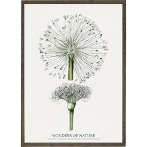 Dandelion - ART PRINT - CHOOSE SIZE