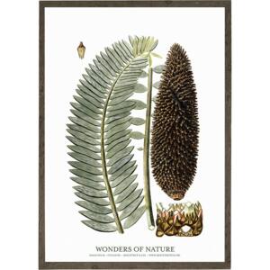 Sago palm - ART PRINT - CHOOSE SIZE