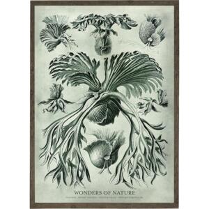 Filicinae - Art Print - Choose Size