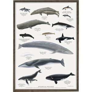 Whales - Poster A2