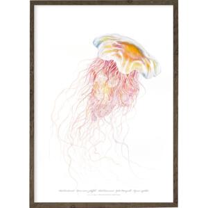 Red jellyfish - ART PRINT - CHOOSE SIZE